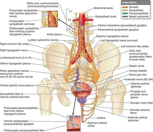 Dissection Human Body