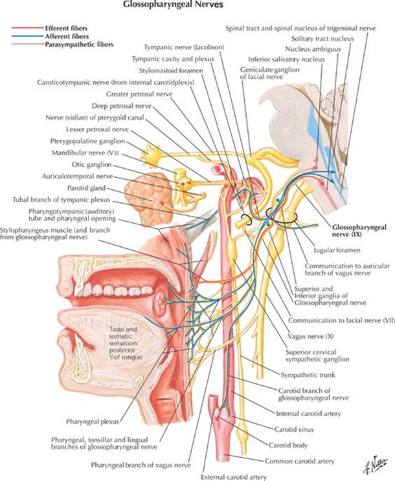 Dissection Human Body Dissection Human Body