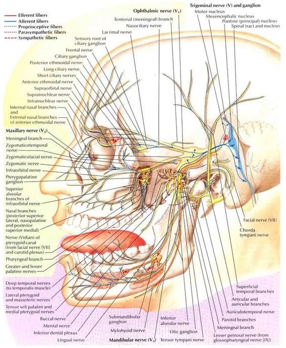 Dissection Human Body