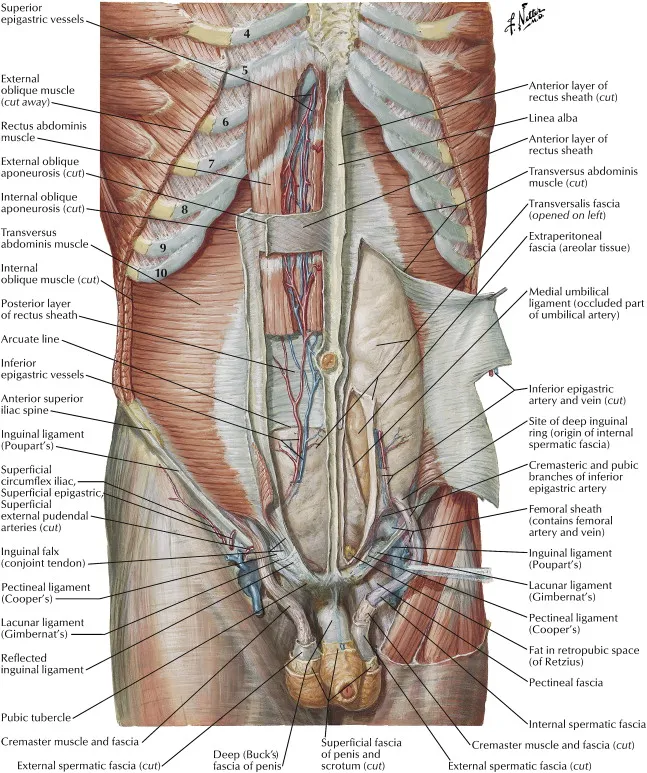 Dissection Human Body Dissection Human Body
