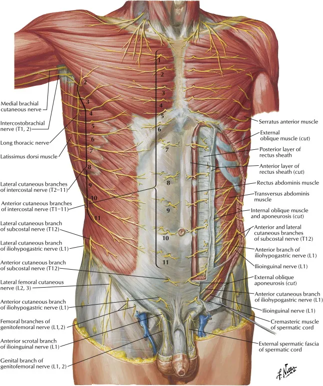 Dissection Human Body Dissection Human Body