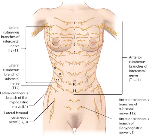 Dissection Human Body Dissection Human Body