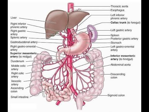 Dissection Human Body Dissection Human Body