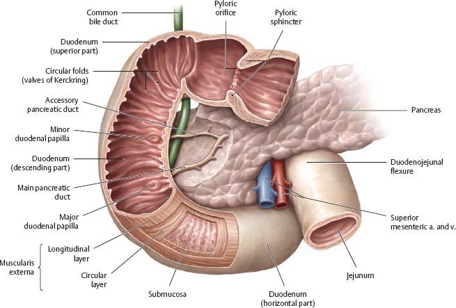 Dissection Human Body