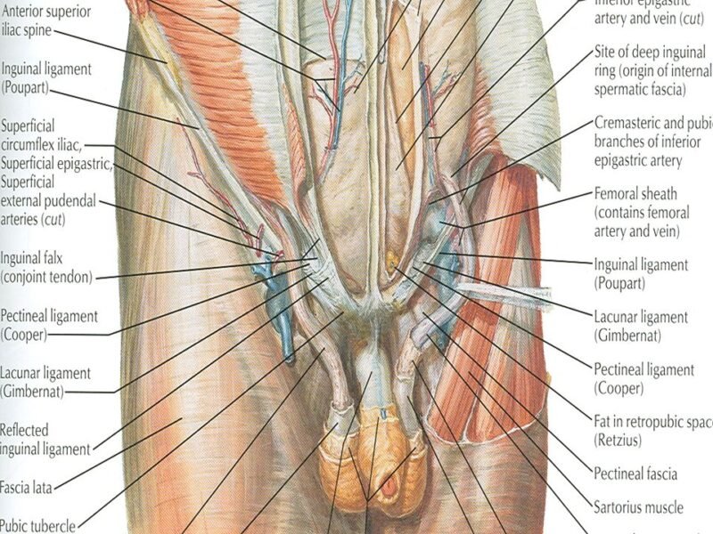 Dissection Human Body
