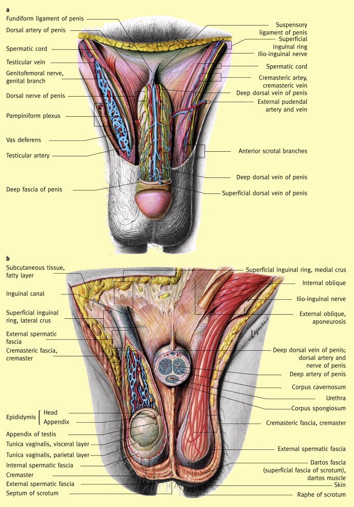 Scrotum - Anatomy, Functions