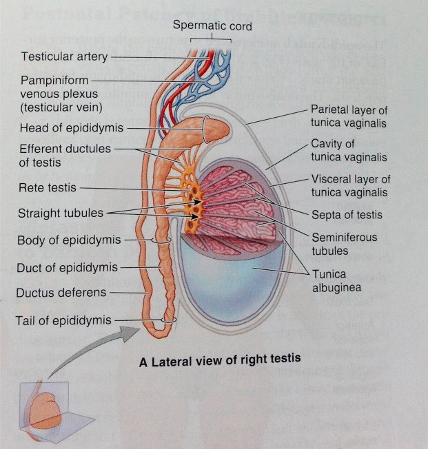 Scrotum - Anatomy, Functions