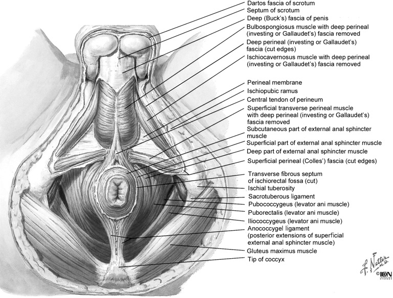 Scrotum - Anatomy, Functions