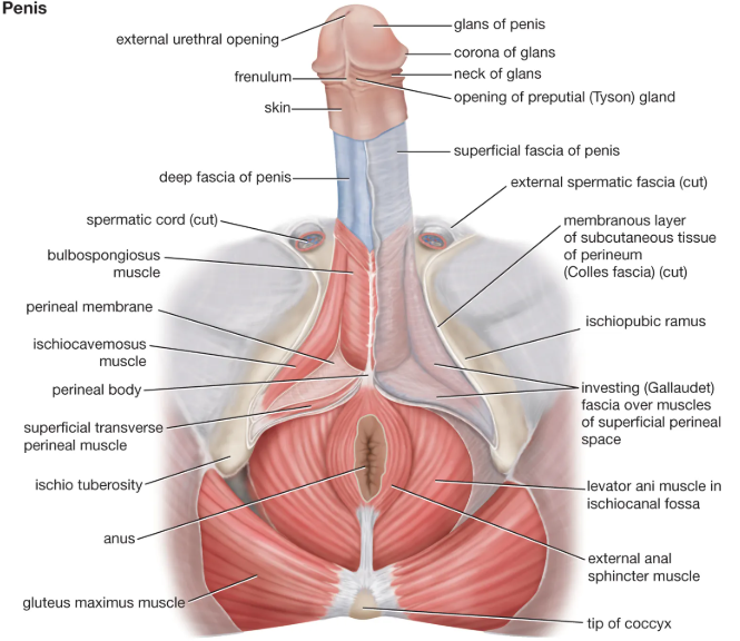 Scrotum - Anatomy, Functions