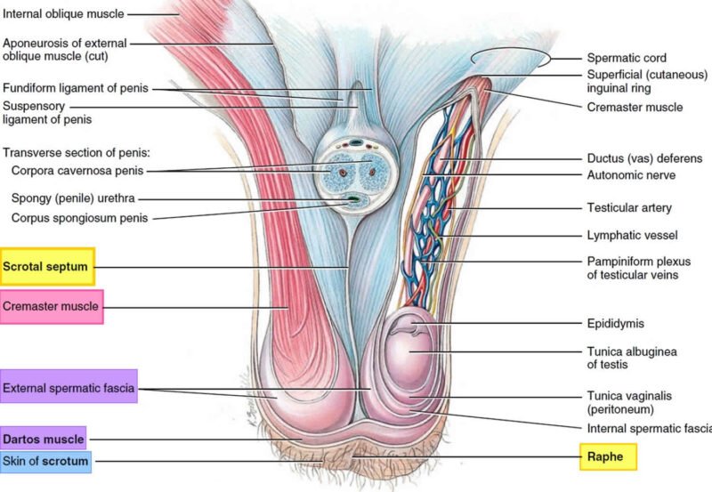 Scrotum - Anatomy, Functions