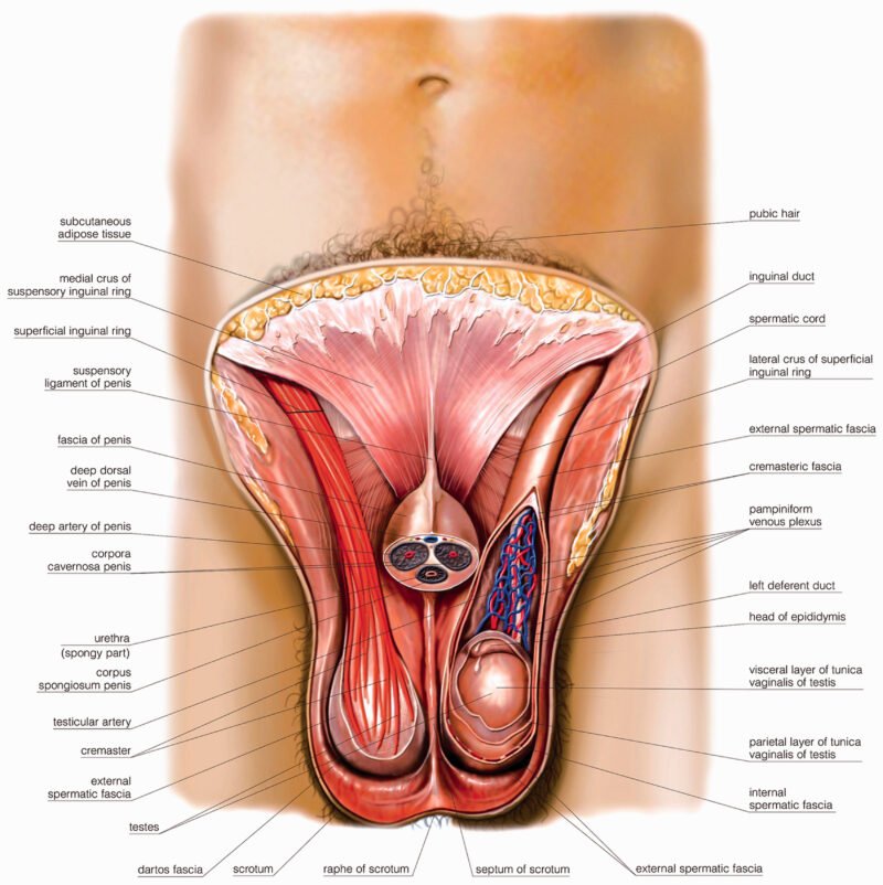 Scrotum - Anatomy, Functions