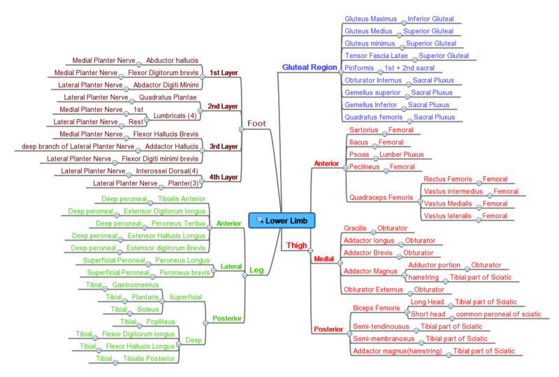 List of Muscles - And Types, Origin, Insertion, Functions