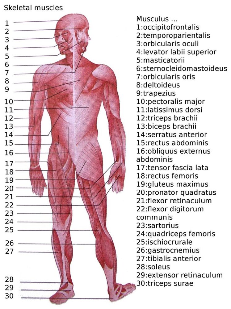 800px-Skeletal_muscles_homo_sapiens