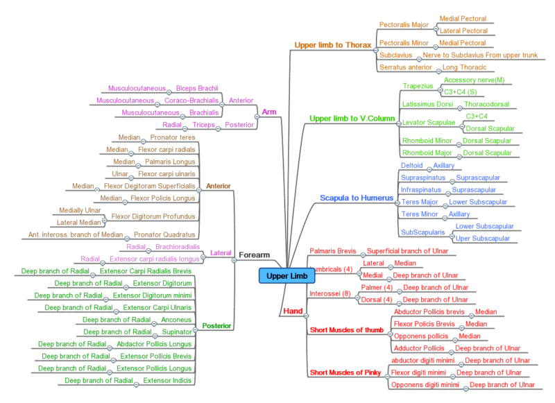 List of Muscles - And Types, Origin, Insertion, Functions