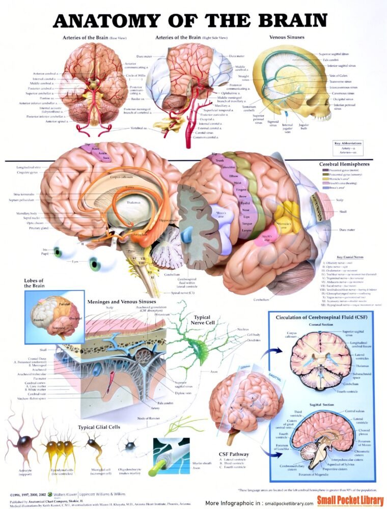 Vocalis Muscle Disorders
