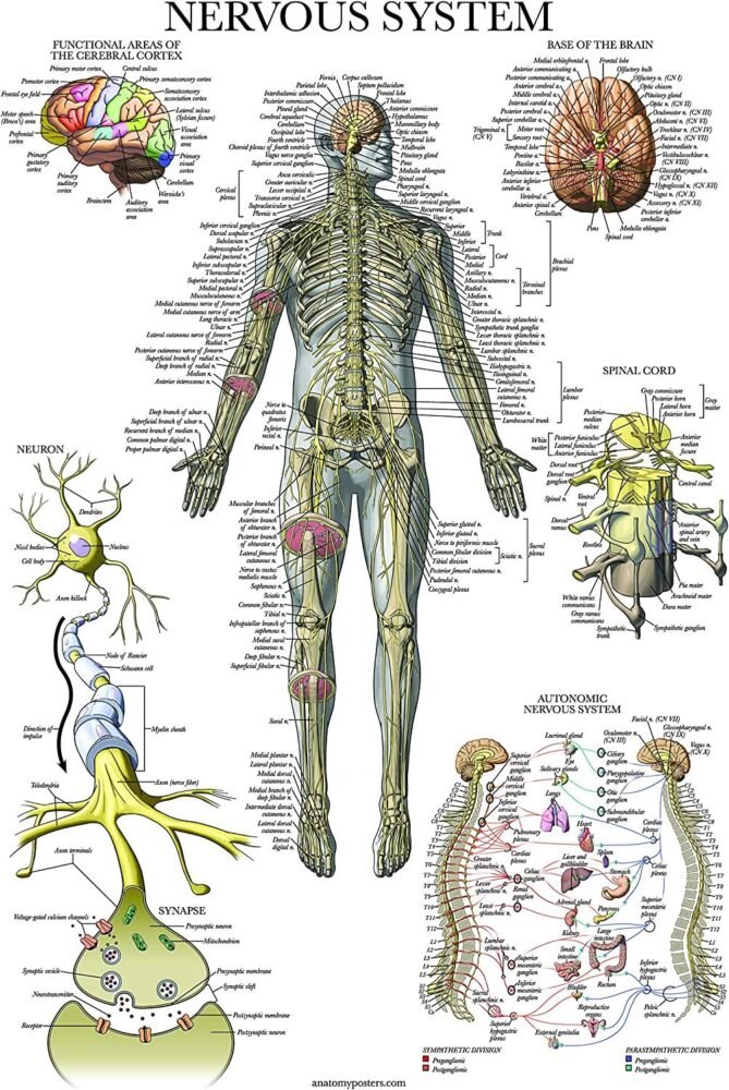 Interarytenoid Muscle Strain