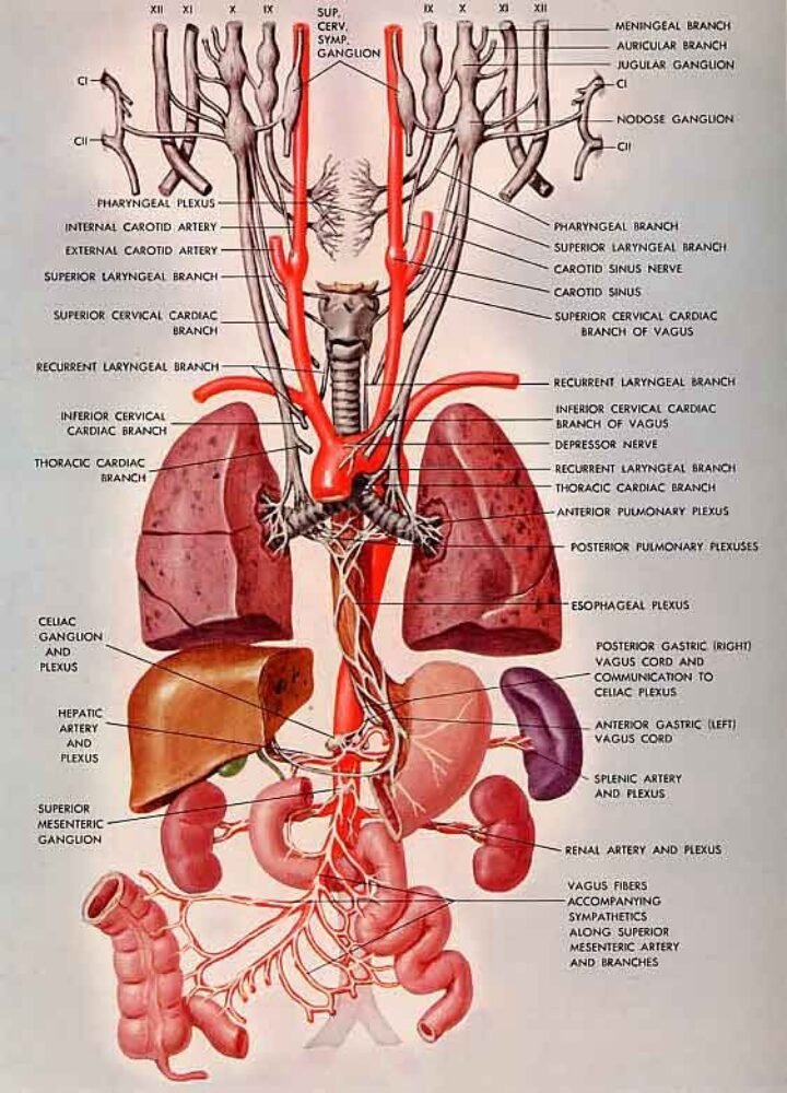 Lateral Cricoarytenoid Muscle Tumors