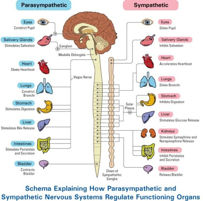 Parasympathetic Nervous System (PSNS)